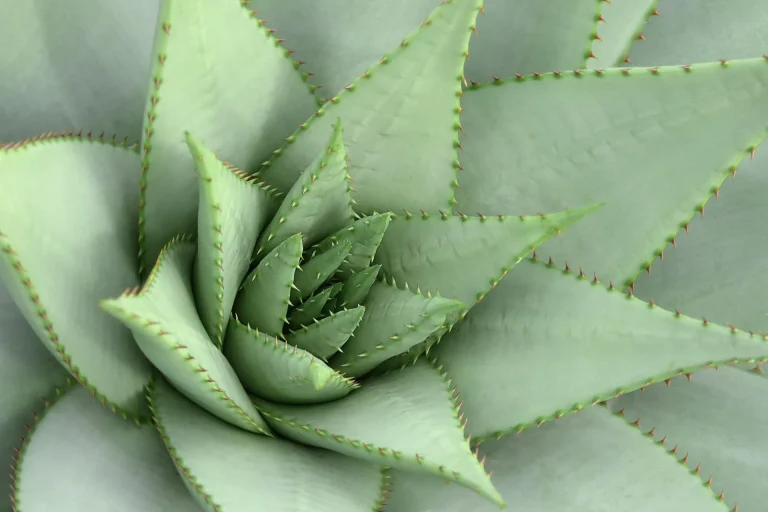 cactus-and-succulent