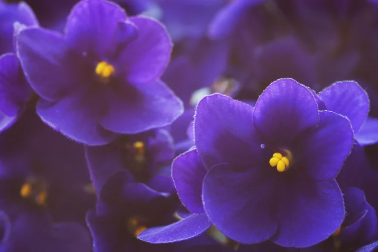 african-violet-plant