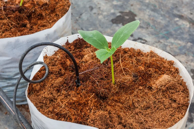 cocopeat-soil