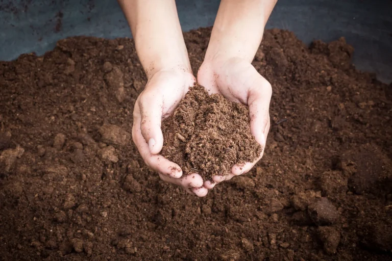 high-quality-peat-moss