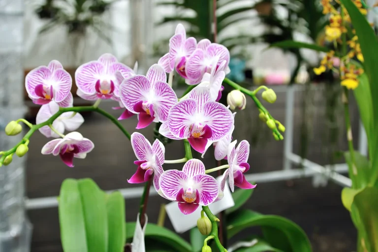 orchid-plant