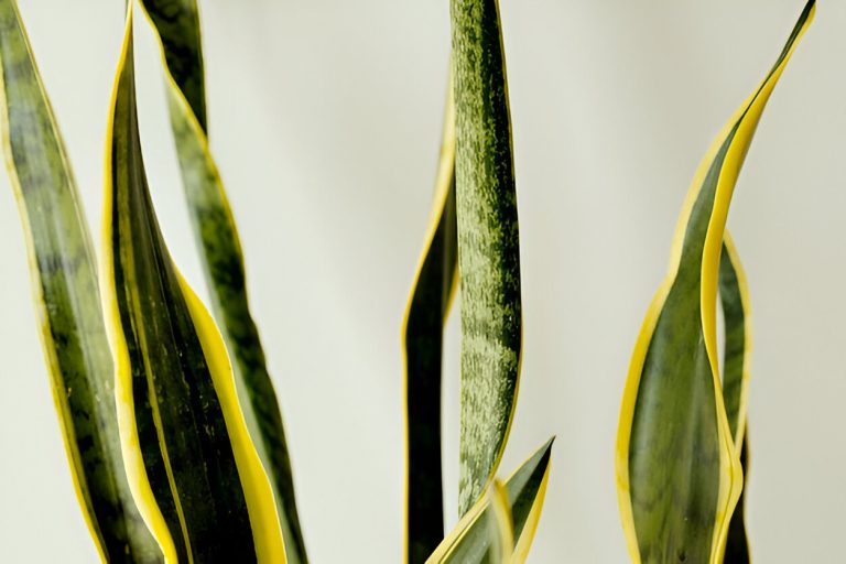 sansevieria-plant