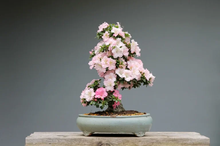 pink-flower-bonsai