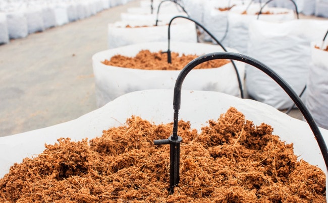 کوکوپیت سریلانکا